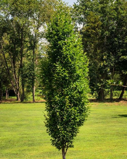 European Hornbeam