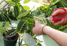 Houseplant 101 Class