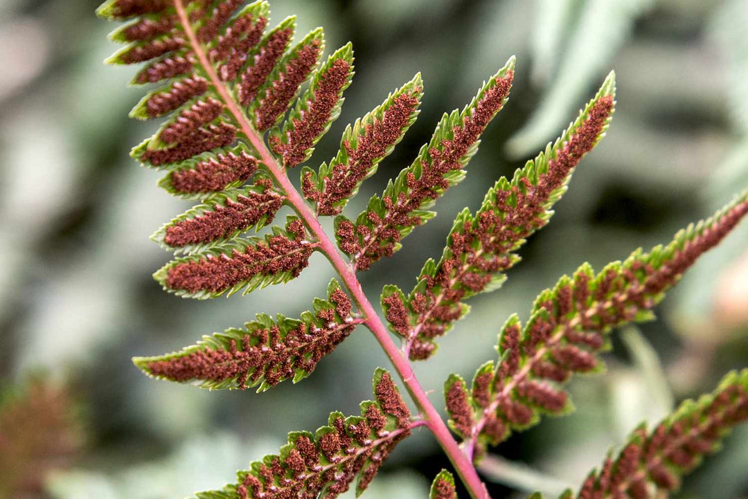 4" FERN JAPANESE PAINTED/RABBIT