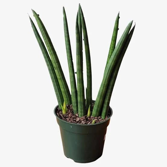Sanseveria cylindrica 10''