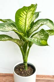 Dieffenbachia Tropic Snow