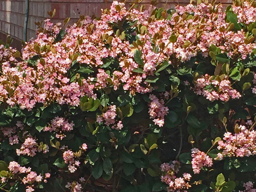 Indian Hawthorn