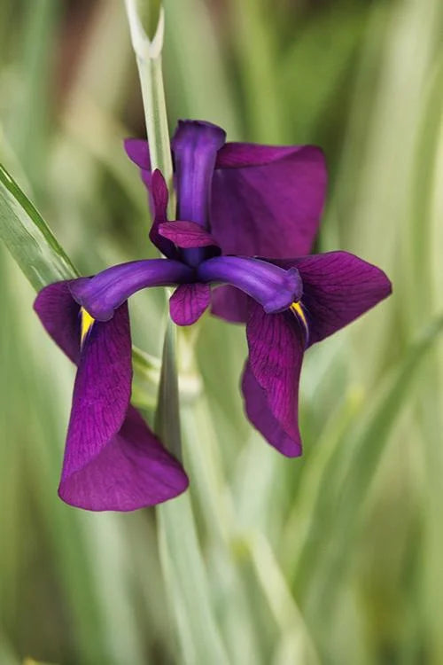 Variegated Japanese Water Iris