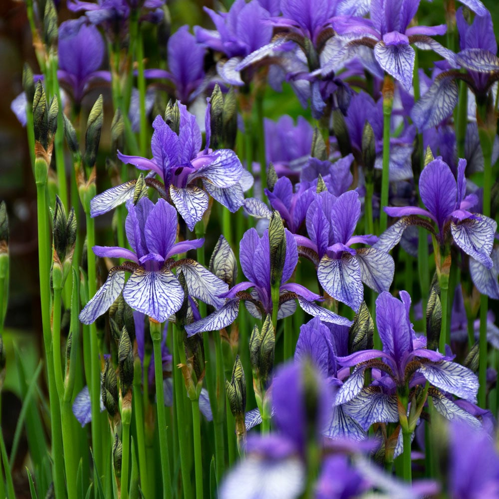Flight of Butterflies Siberian Iris