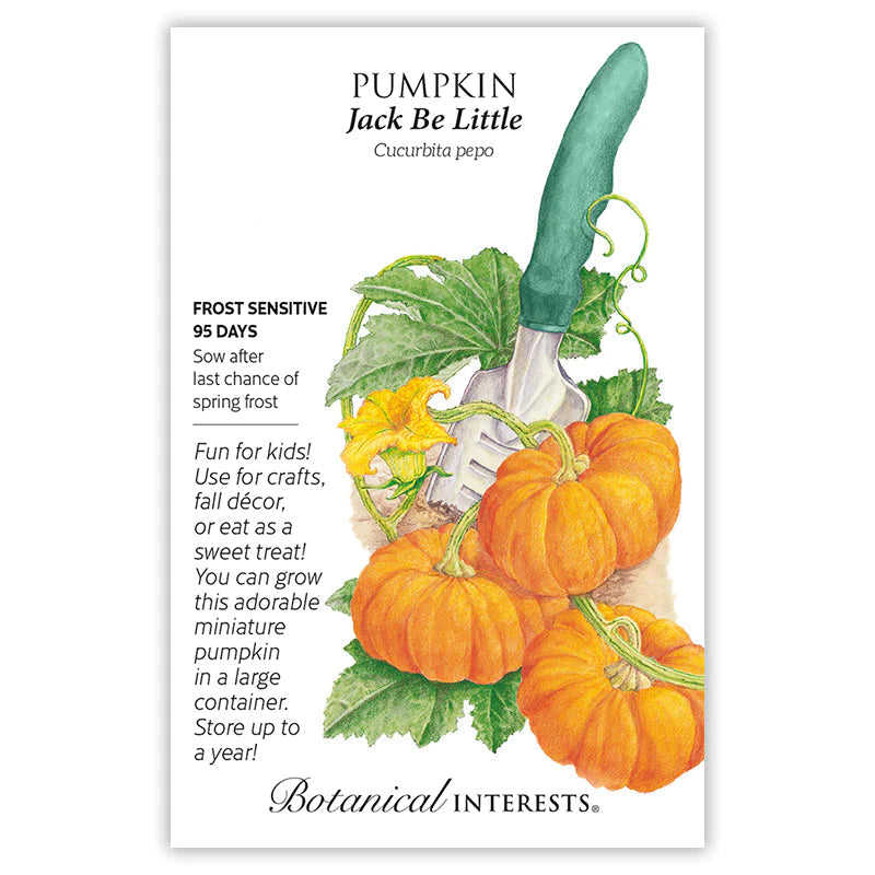 Pumpkin Jack Be Little Seeds