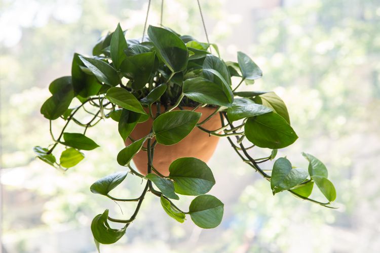 Pothos GREEN JADE