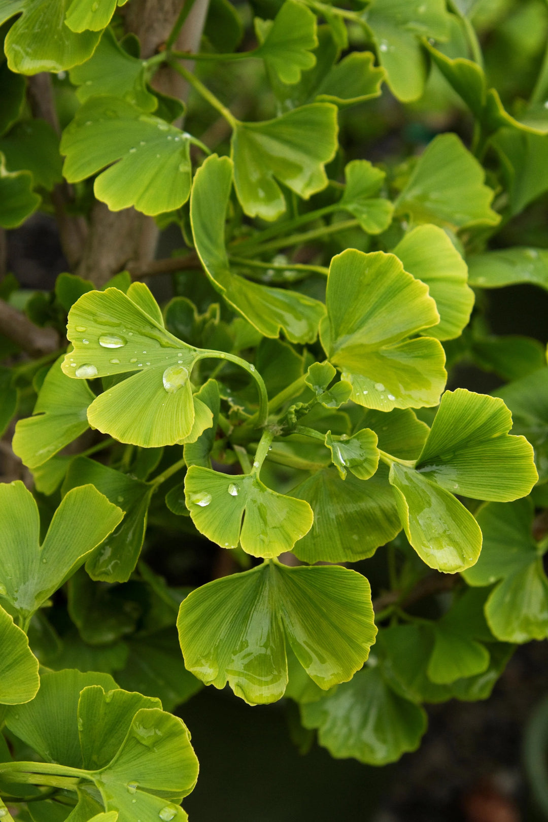 Jade butterfly Ginkgo