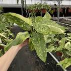 Philodendron Jose Buono COLLECTOR PLANT