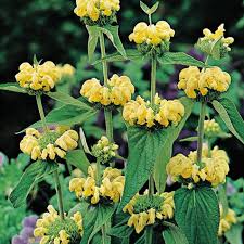 Jerusalem Sage