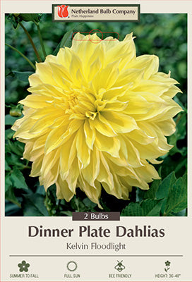 DAHLIA DINNER PLATE KELVIN FLOODLIGHT