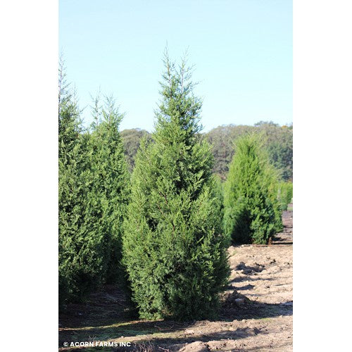 Juniper Chinensis 'Keteleeri'