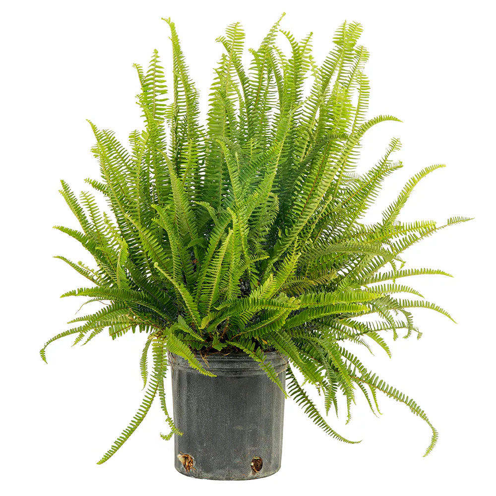 Fern Kimberly Queen