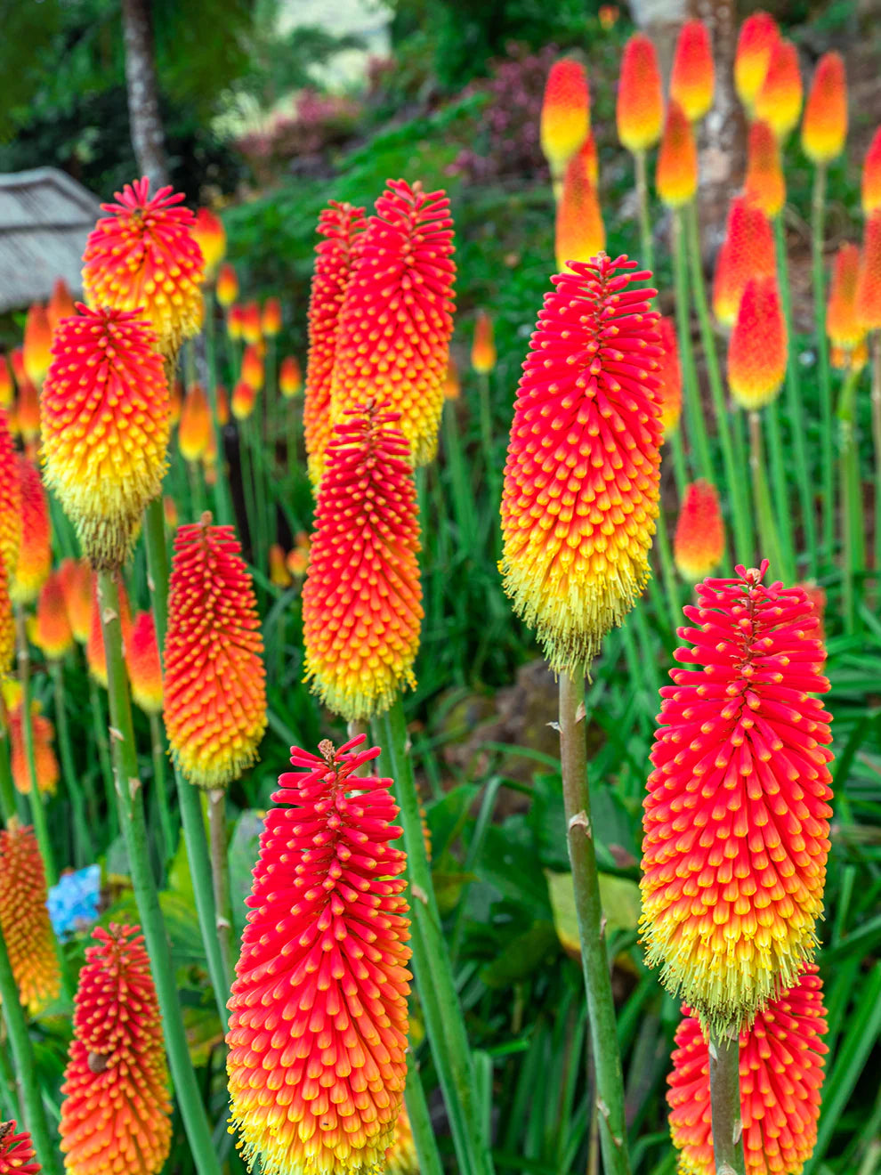 Kniphofia - Red Hot Poker