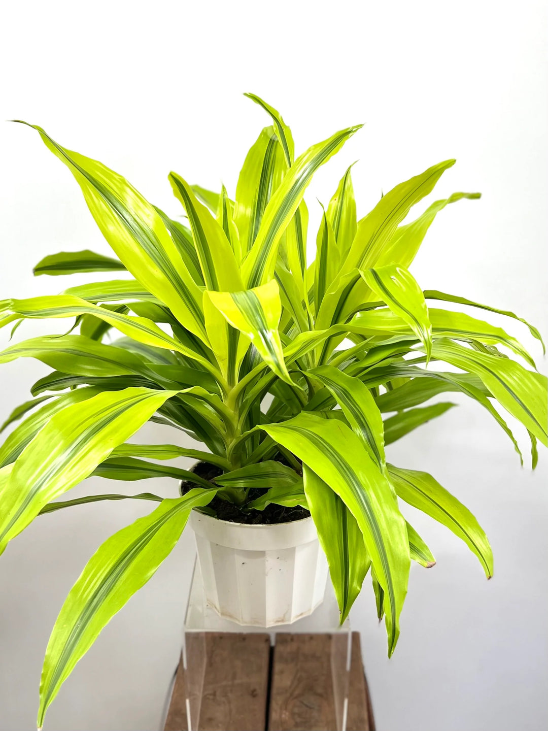 Dracaena Kristi