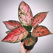 AGLAONEMA LADY VALENTINE COLLECTOR PLANT