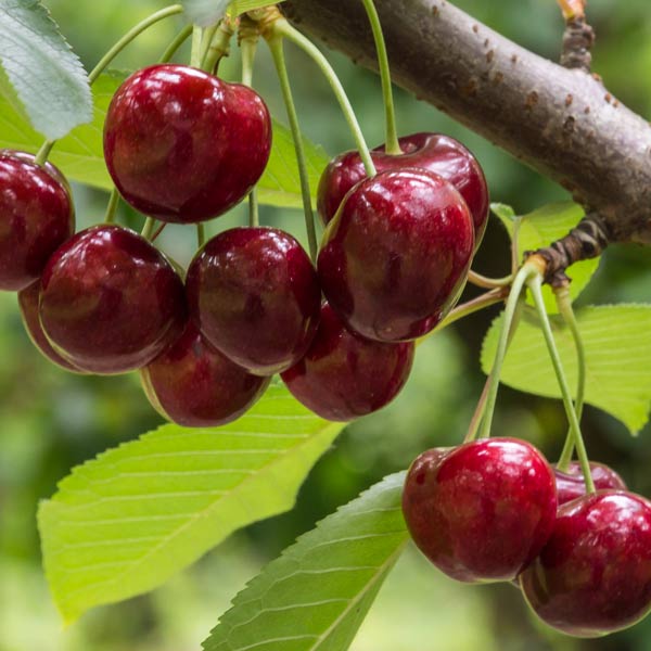 Cherry 'Lambert' Tree