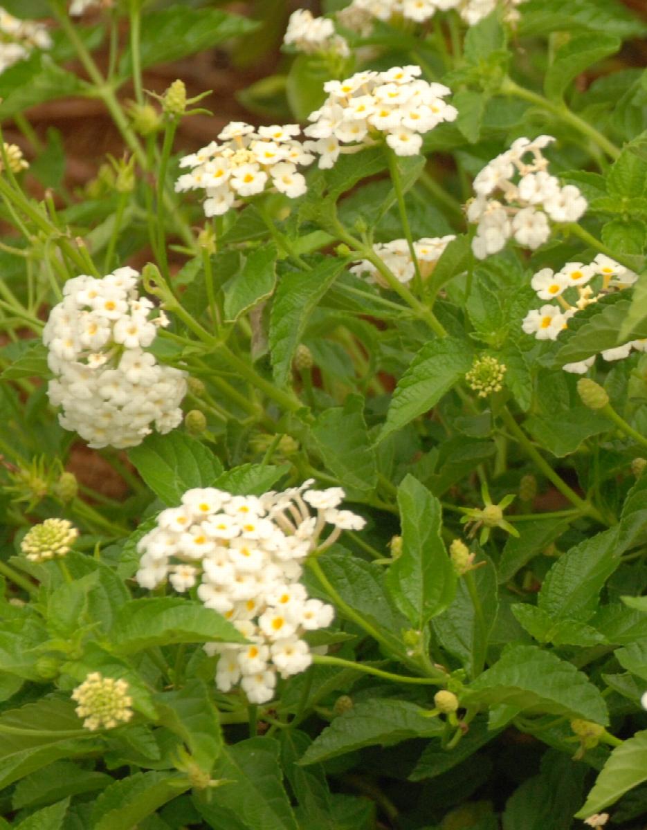 White Lightnin'® Trailing Lantana