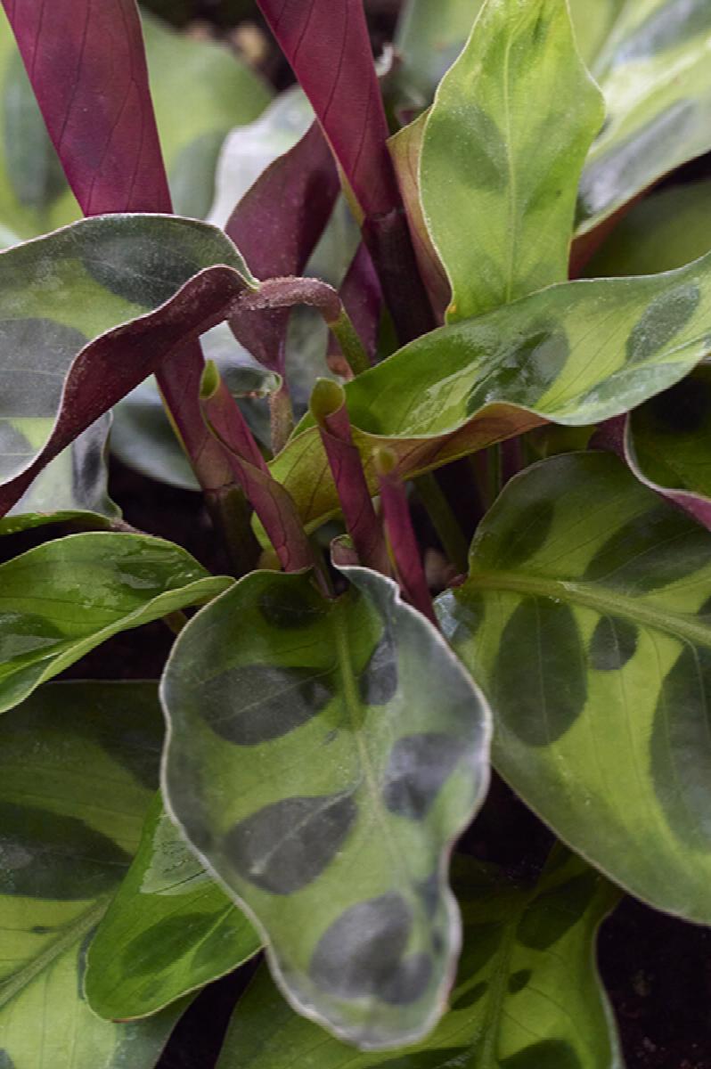 Calathea Lancifolia - Rattlesnake Plant