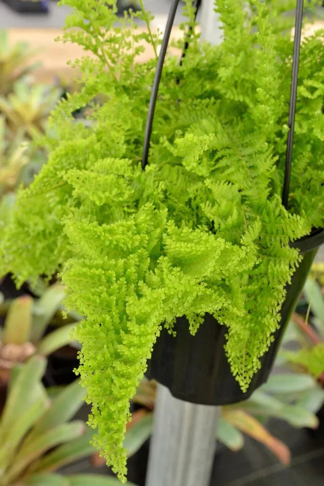 cotton candy succulent COTTON CANDY FERN *