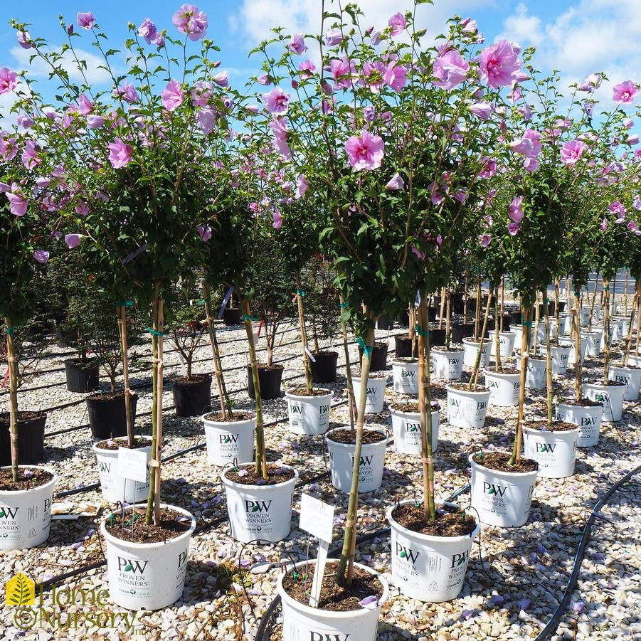 Hibiscus Lavender Chiffon Tree Form