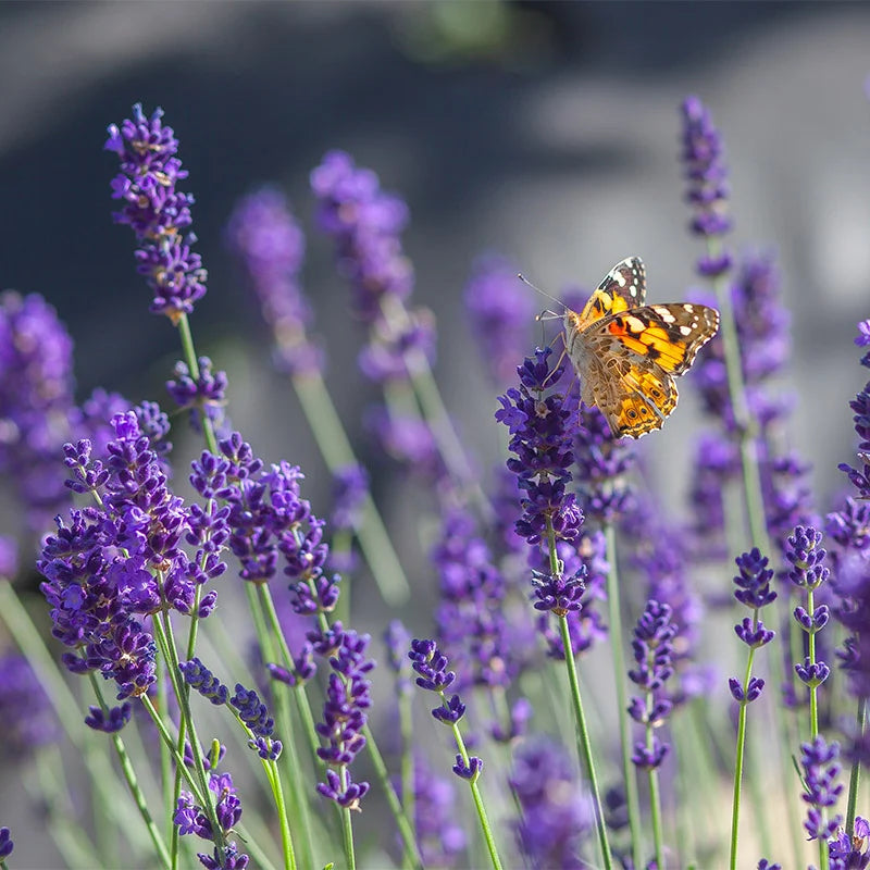 Lavender Super Blue LOCALLY GROWN