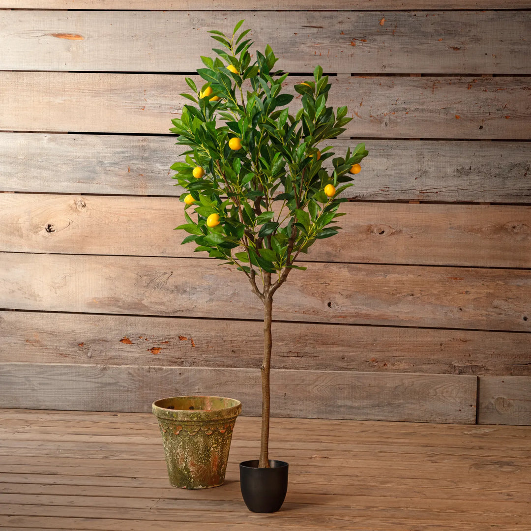 Potted Meyer Lemon Tree