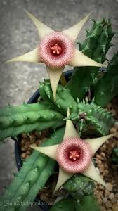 Huernia Procumbens