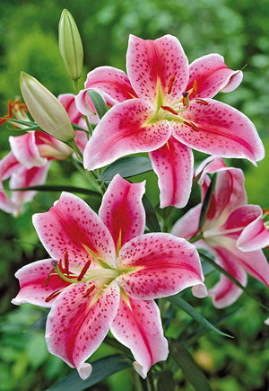 LILIUM STARGAZER