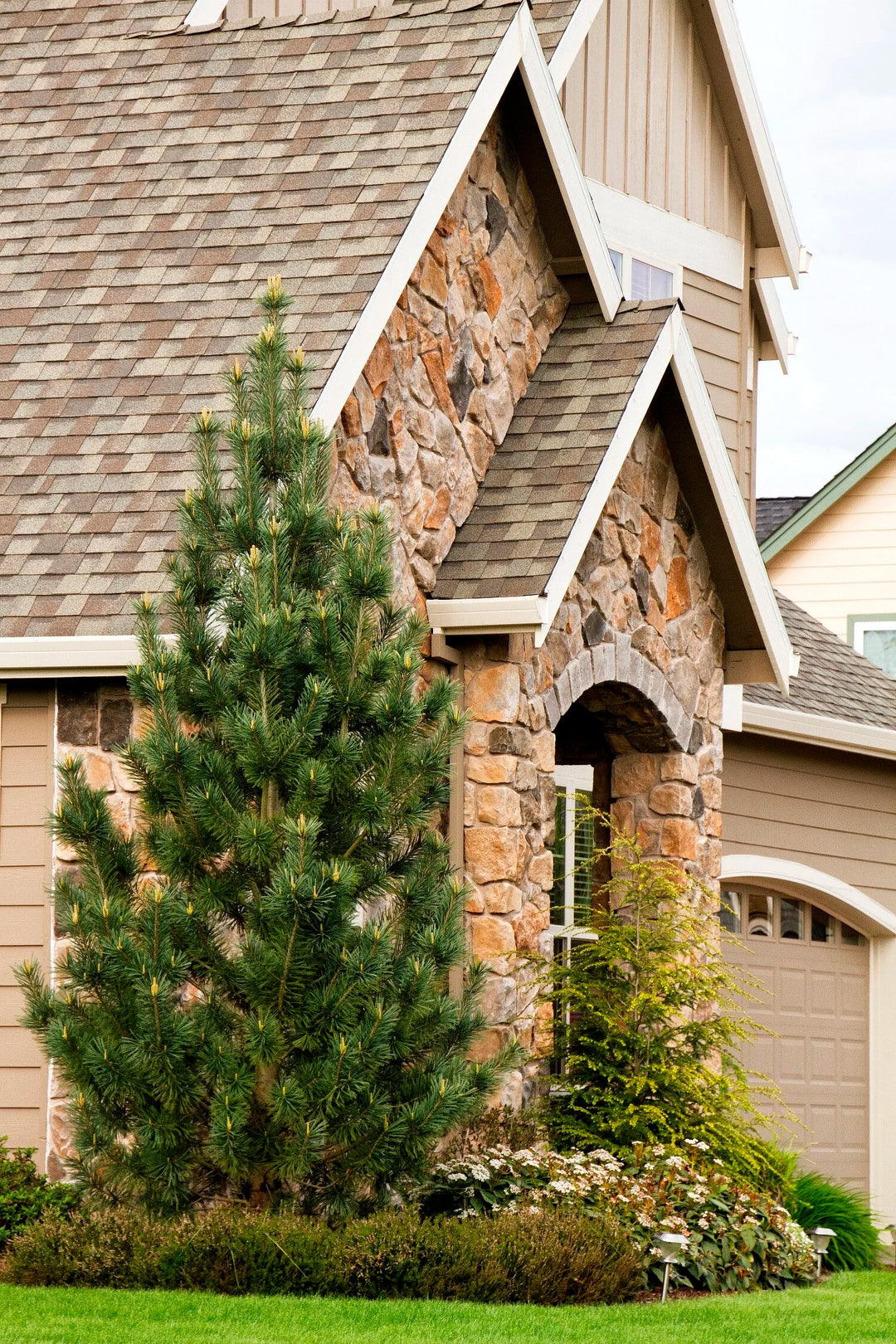 Vanderwolf’s pyramid limber pine