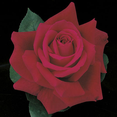 ROSE MISTER LINCOLN
