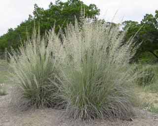 Lindheimer's Muhly
