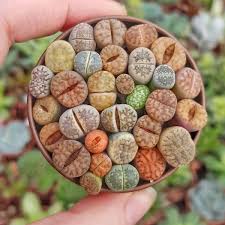 Lithops Living Stones