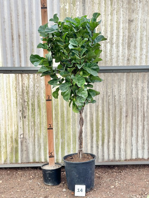 little sunshine fiddle leaf fig Fiddle Fig 'Little Sunshine'