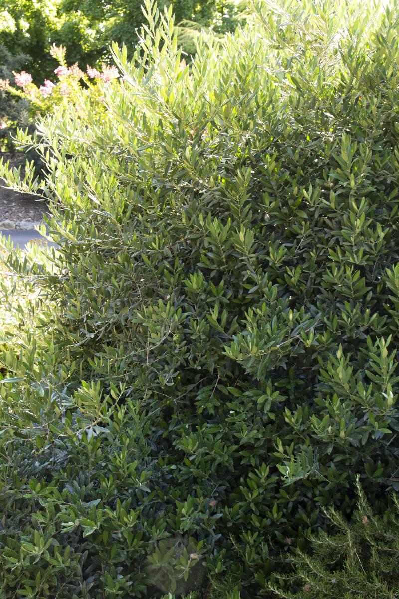 Little Ollie® Dwarf Olive