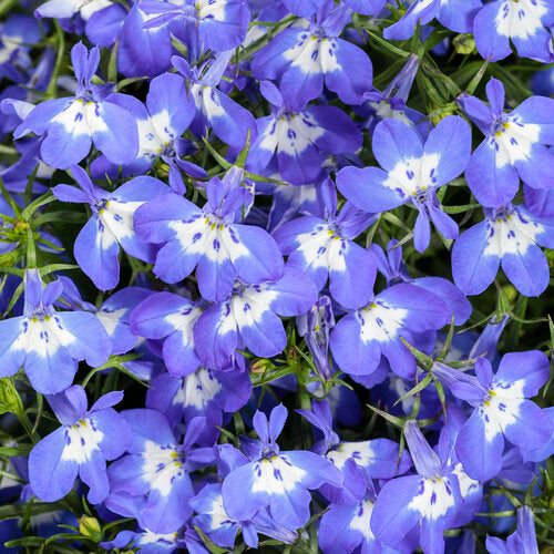 Laguna® Compact Blue with Eye Lobelia erinus PW