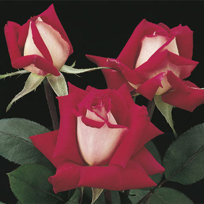 ROSE LOVE