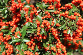 Lowboy Pyracantha
