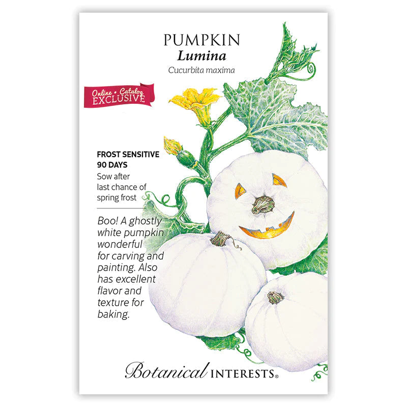 Pumpkin Lumina Seeds