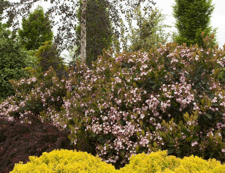 Majestic Beauty® Indian Hawthorn