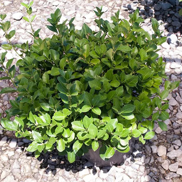 Manhattan Euonymous- Greenleaf
