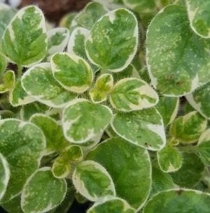 4" Chef Jeff's Herbs Marjoram Variegated