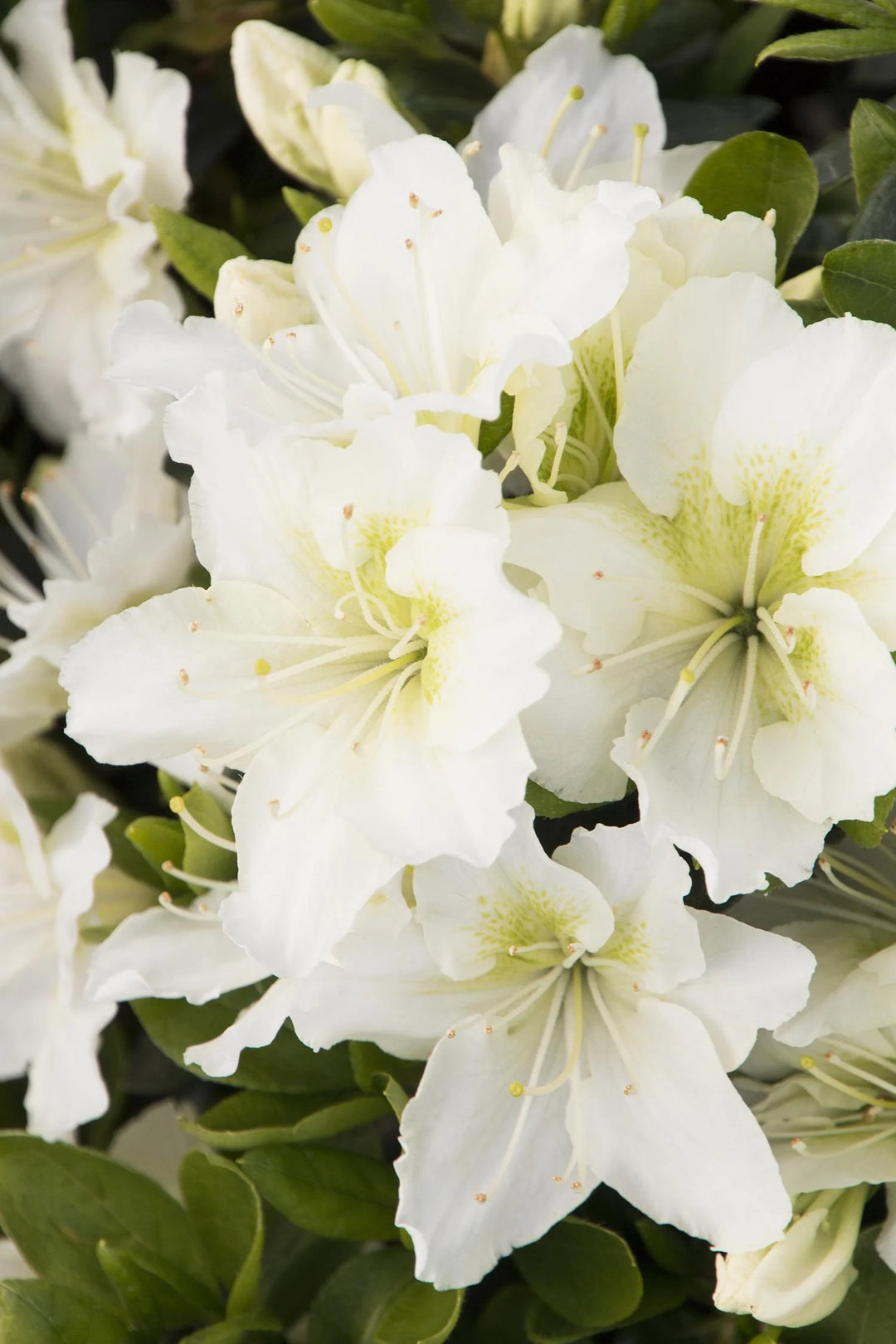 Kimono™ May Snow Azalea