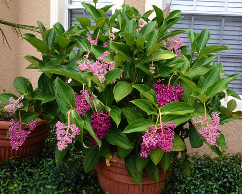 Medinilla Myriantha