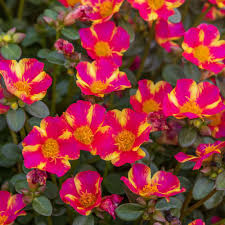 Mega Pazzaz™ Pink Twist Purslane
