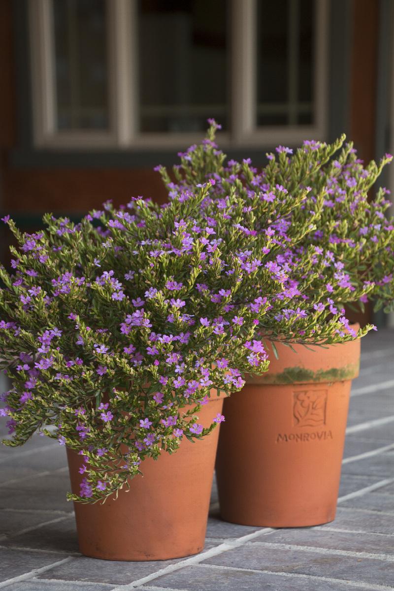 heather plant indoor or outdoor Mexican Heather