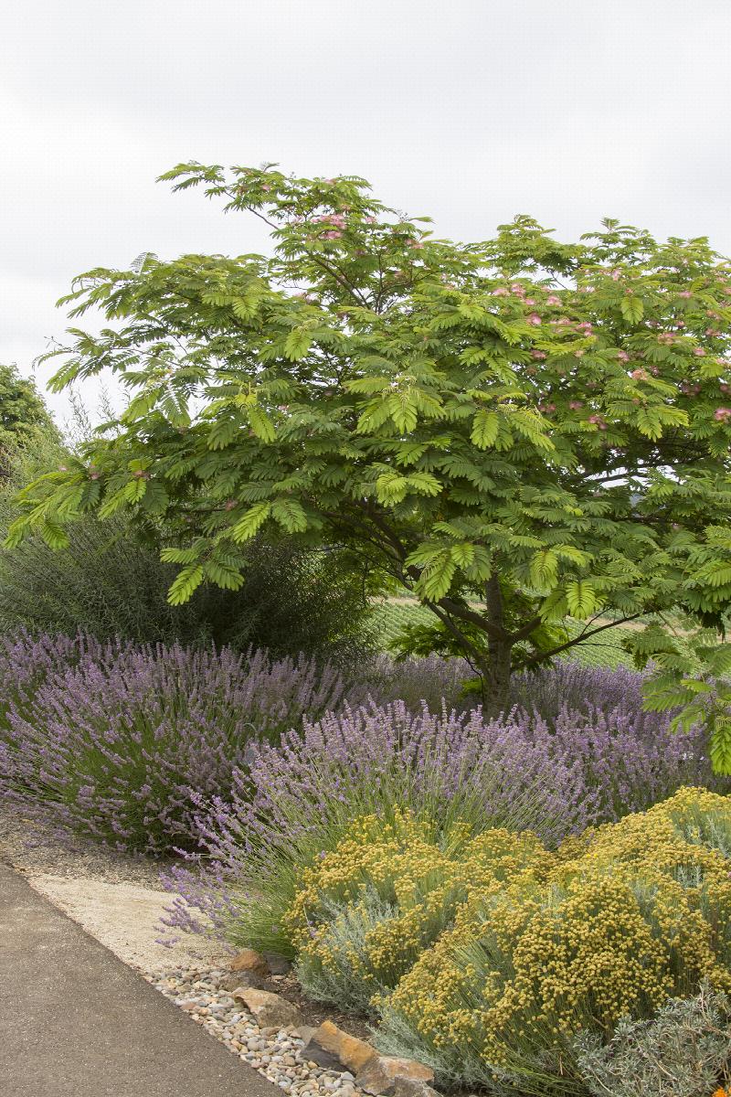 Mimosa Tree