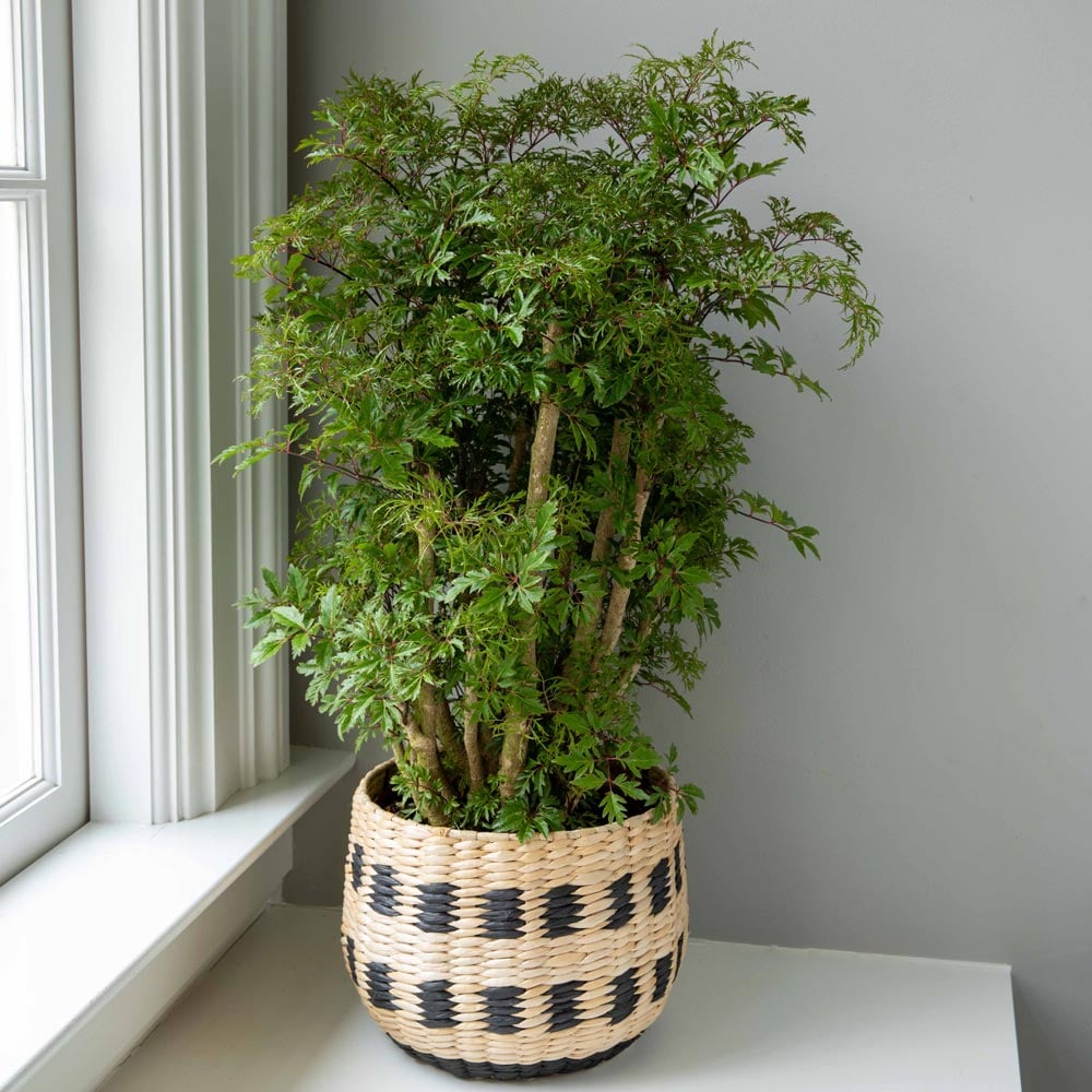 ARALIA MING