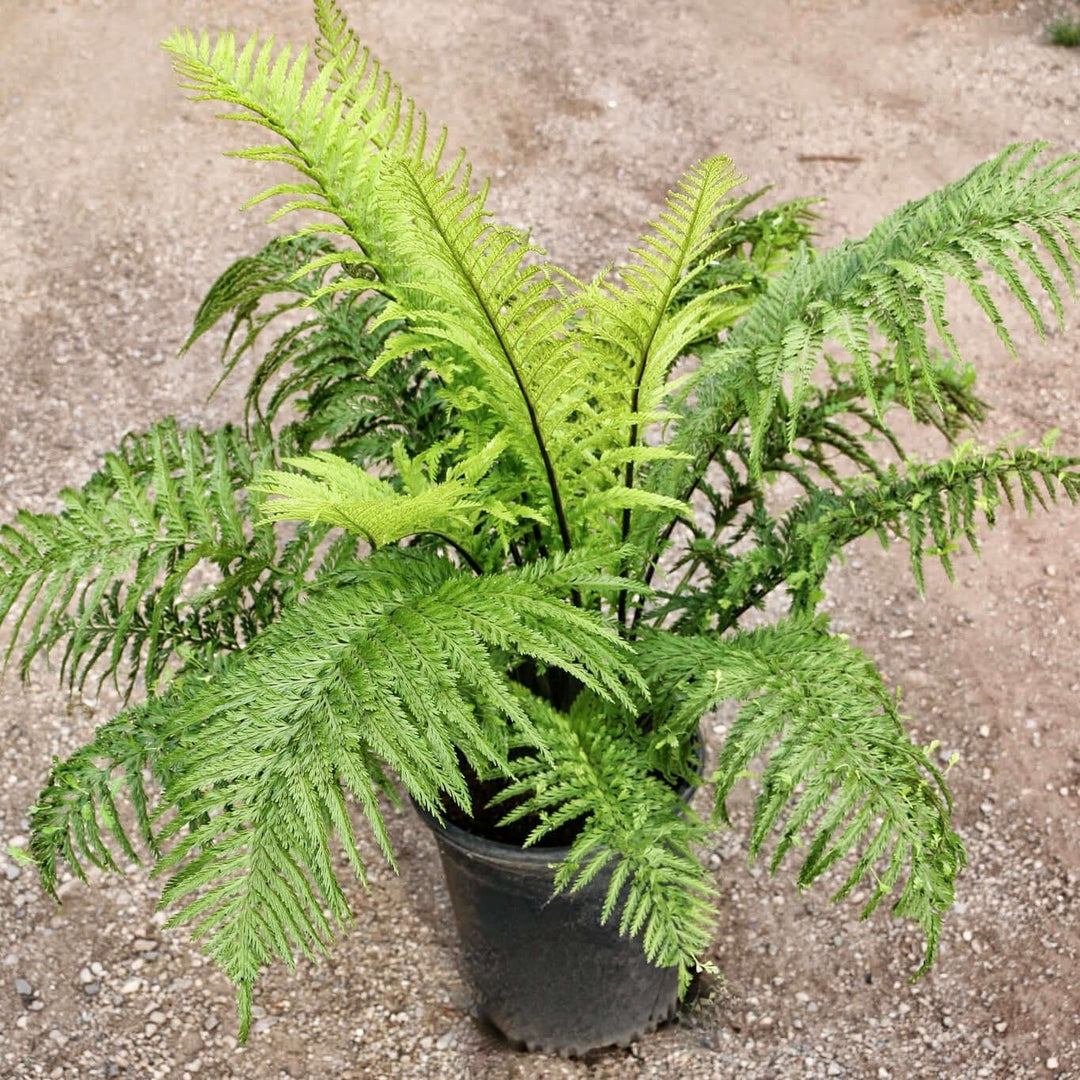 MOTHER FERN