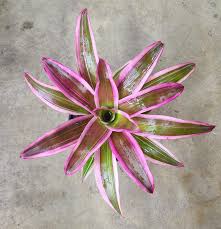 Bromeliad Neo Franca/Medusa