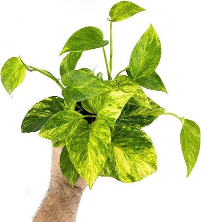 Pothos Neon Queen